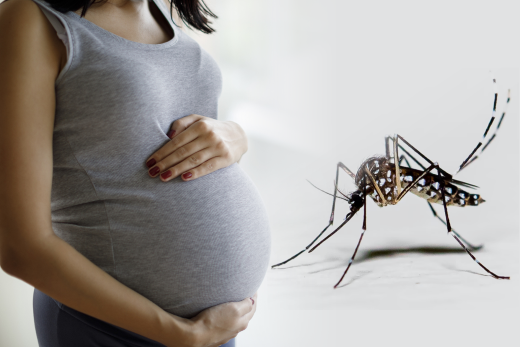 Management Of Dengue During Pregnancy The Health Quest